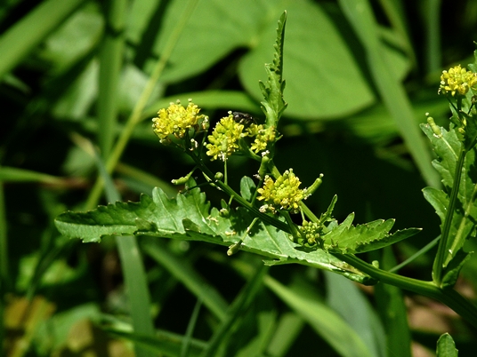 {Rorippa palustris}